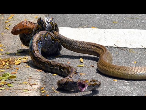 reticulated python vs boa constrictor